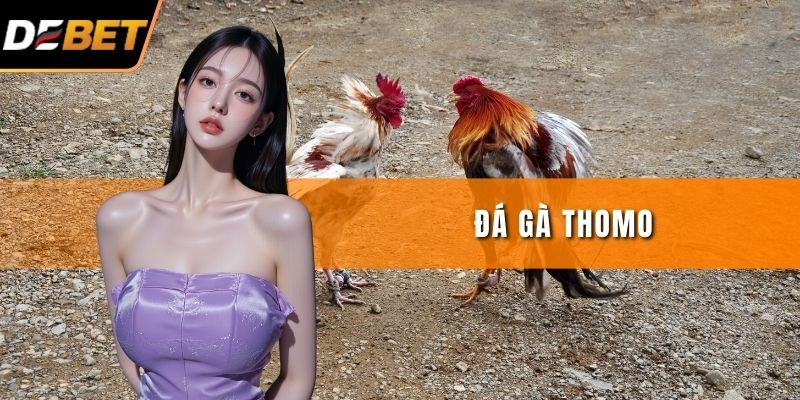 Đá Gà Thomo Chuẩn Luật Dễ Hiểu Dành Cho Tân Thủ DEBET