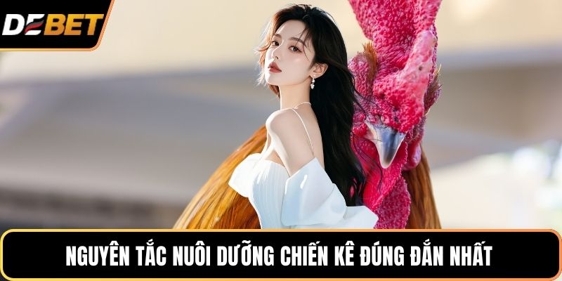 Nguyên tắc nuôi dưỡng chiến kê đúng đắn nhất
